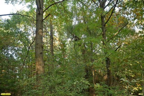 Перспективная ООПТ Сосыкская дубово-каштановая роща