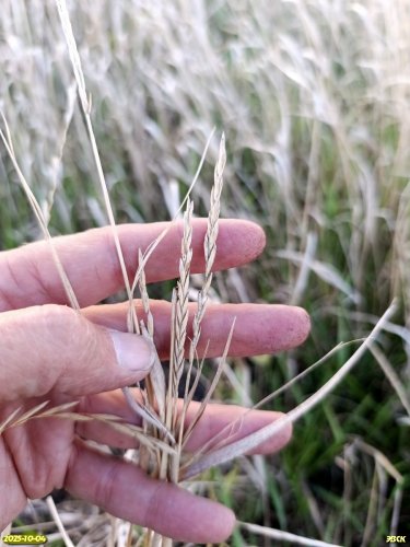 Колос пырея ползучего в перспективной ООПТ Староверский курган