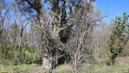 Перспективная ООПТ Черкасская роща