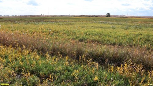 Перспективная ООПТ Стародеревянковские плавни 
