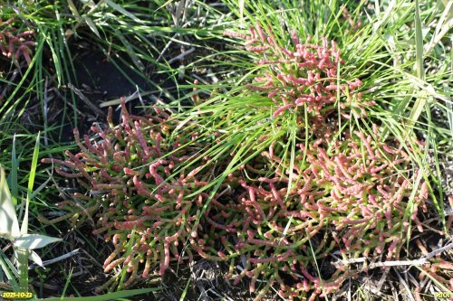 Солерос солончаковый в перспективной ООПТ Стародеревянковские плавни 