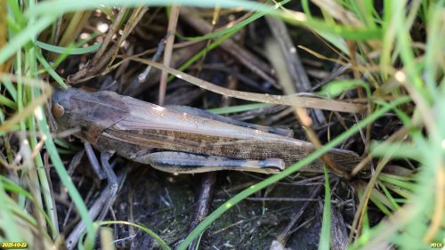 Саранча в перспективной ООПТ Стародеревянковские плавни 