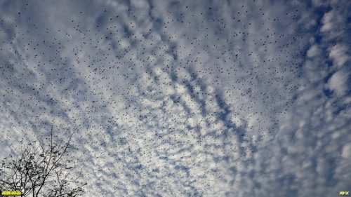 Стая, предположительно, дроздов, над перспективной ООПТ Каневской высокий берег