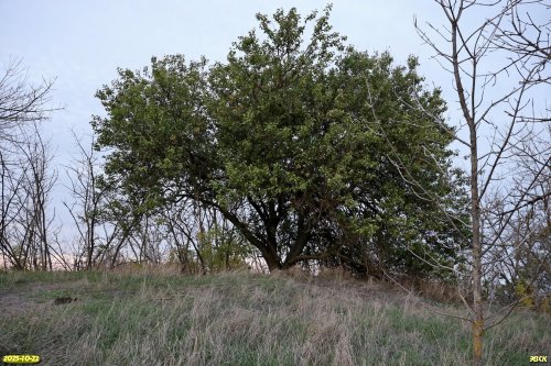 Абрикос обыкновенный на вершине перспективной ООПТ Курган Лысый