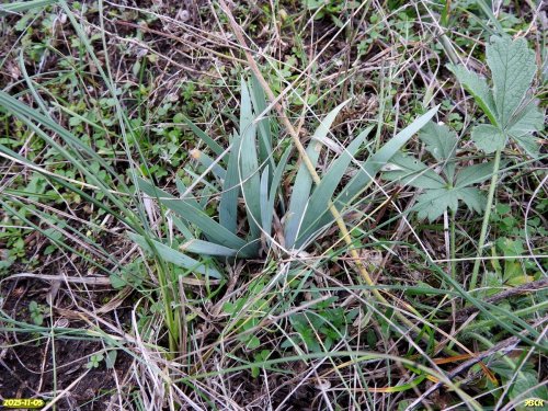 Ирис карликовый (Красная книга Краснодарского края) в перспективной ООПТ Восточно-Таранухинская степь