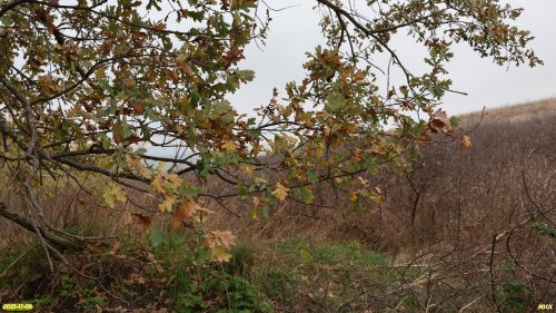 Дуб черешчатый в перспективной ООПТ Шкуратский бугор