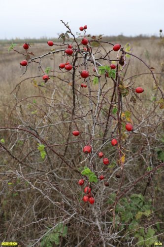 Шиповник собачий в перспективной ООПТ Шкуратский бугор