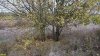 Фисташка туполистная (Красная книга РФ) в перспективной ООПТ Чембурский бугор
