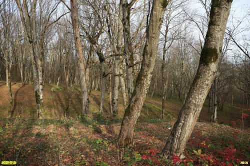 Перспективная ООПТ Северо-Хадыженское взгорье