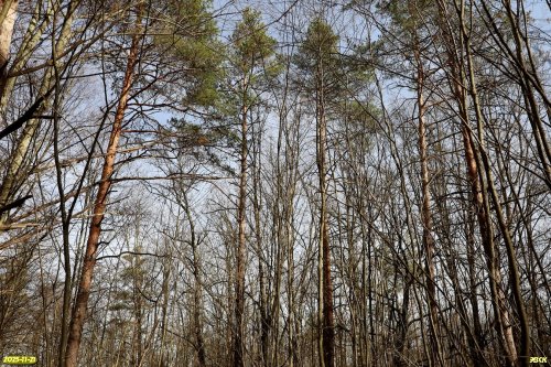 Сосны Коха в перспективной ООПТ Хадыженский лес (расширение)