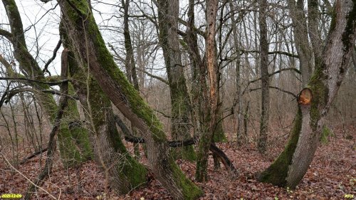 Перспективная ООПТ Верхнеставропольский лес