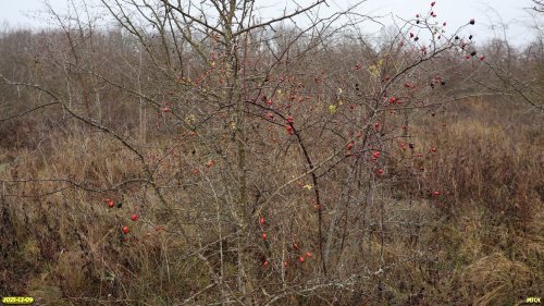 Шиповник в перспективной ООПТ Верхнеставропольский лес
