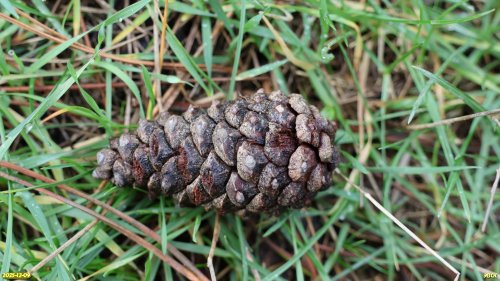 Шишка сосны крымской в перспективной ООПТ Адагумо-Скальская роща