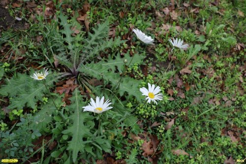 Маргаритка лесная в перспективной ООПТ Гавришская дубрава