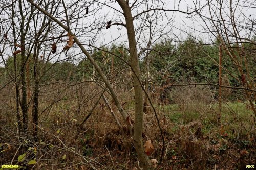 Перспективная ООПТ Гавришская дубрава