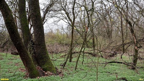 Перспективная ООПТ Гавришская дубрава