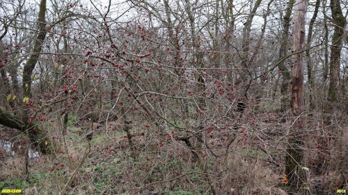 Плодоносящий боярышник однопестичный в перспективной ООПТ Весенняя роща