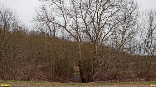 Перспективная ООПТ Лес Куафо