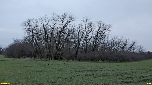 Перспективная ООПТ Западно-Ейская роща