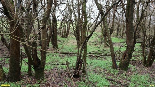 Перспективная ООПТ Западно-Канеловская роща