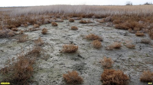 Перспективная ООПТ Северо-Канеловское солончаковое озеро