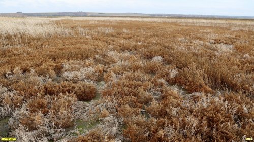 Перспективная ООПТ Северо-Канеловское солончаковое озеро