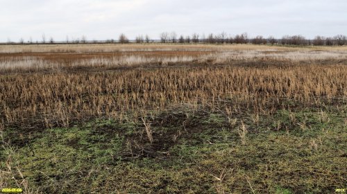 Перспективная ООПТ Северо-Канеловское солончаковое озеро