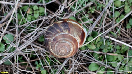 Горная улитка в перспективной ООПТ Урочище Ейское