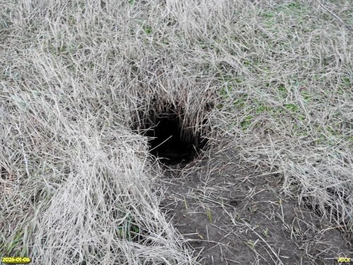 Нора (вероятно, лисья) в перспективной ООПТ Сметанинские курганы