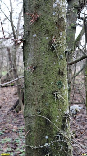Гледичия трёхколючковая в перспективной ООПТ Южно-Староминская роща