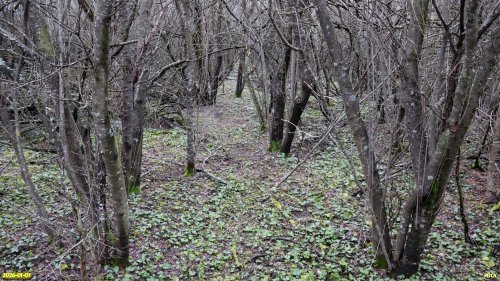 Перспективная ООПТ Две рощи на улице Толстого