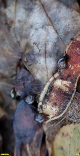 Улитки из отряда стебельчатоглазых в перспективной ООПТ Две рощи на улице Толстого
