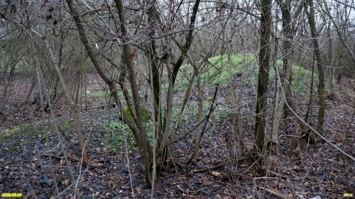 Перспективная ООПТ Восточно-Староминская роща 