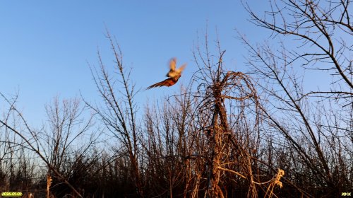 Взлетающий фазан в перспективной ООПТ Хлопова балка