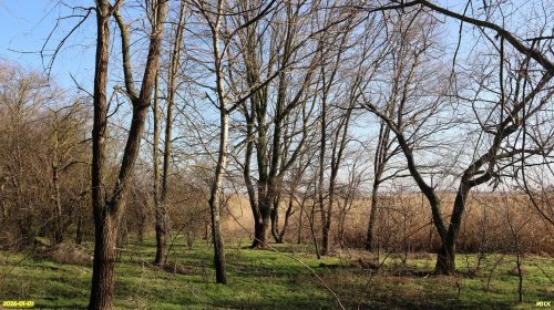 Перспективная ООПТ Староминская роща 