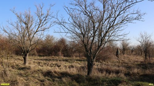 Перспективная ООПТ Урочище Зелёное 