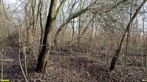 Перспективная ООПТ Выгонная роща