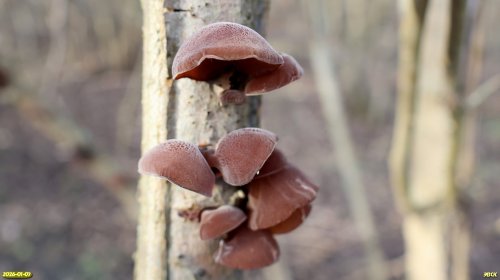 Грибы Иудино ухо в перспективной ООПТ Выгонная роща