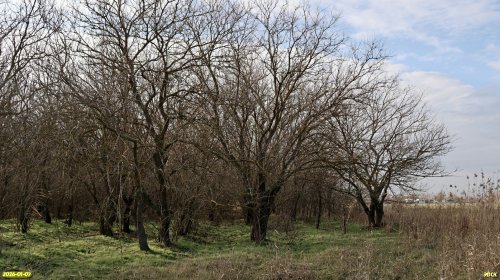 Перспективная ООПТ Выгонная роща