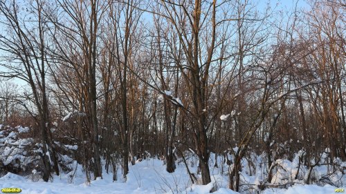 Перспективная ООПТ Центрально-Заревская роща 