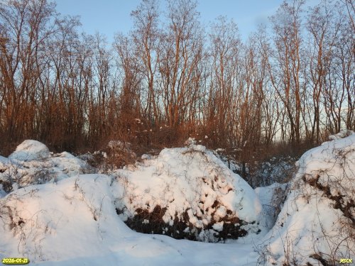 Перспективная ООПТ Восточно-Заревская роща