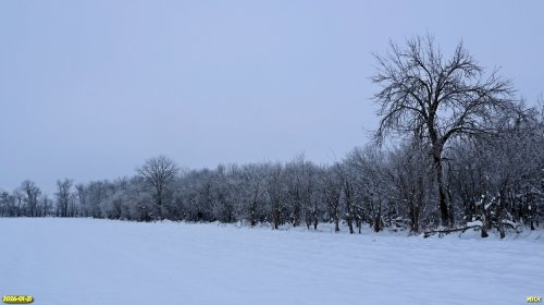 Перспективная ООПТ Балковский лесопарк