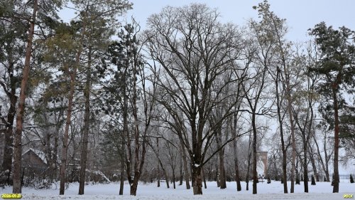 Перспективная ООПТ Балковская роща