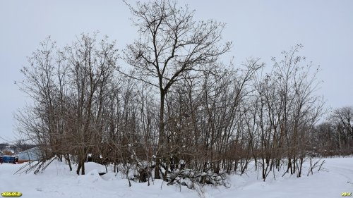 Перспективная ООПТ Ирклиевский лесопарк