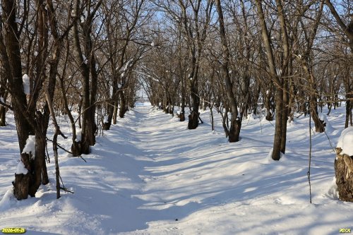 Перспективная ООПТ Третья Березанская роща