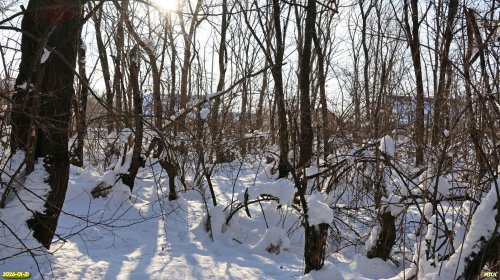Перспективная ООПТ Первая Березанская роща