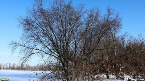 Перспективная ООПТ Вторая Березанская роща 