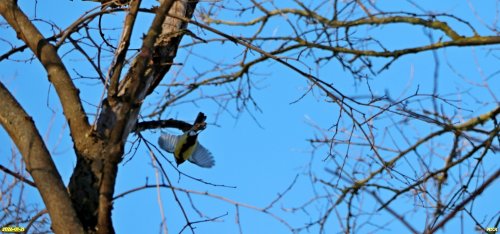 Синица в перспективной ООПТ Вторая Березанская роща