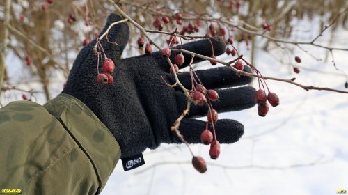 Плоды боярышника однопестичного в перспективной ООПТ Новодонецкий лес