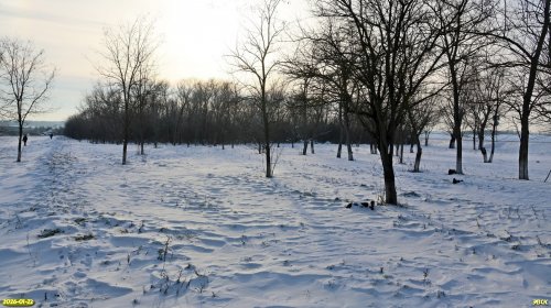 Перспективная ООПТ Бейсугская роща